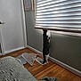 cat, window_blinds, wooden_floor, laundry_hamper, bedspread, door, wall, curiosity, indoor, pet, furniture, home_interior, light, shadow, standing, animal, floor_vent, blanket, quiet, daylight