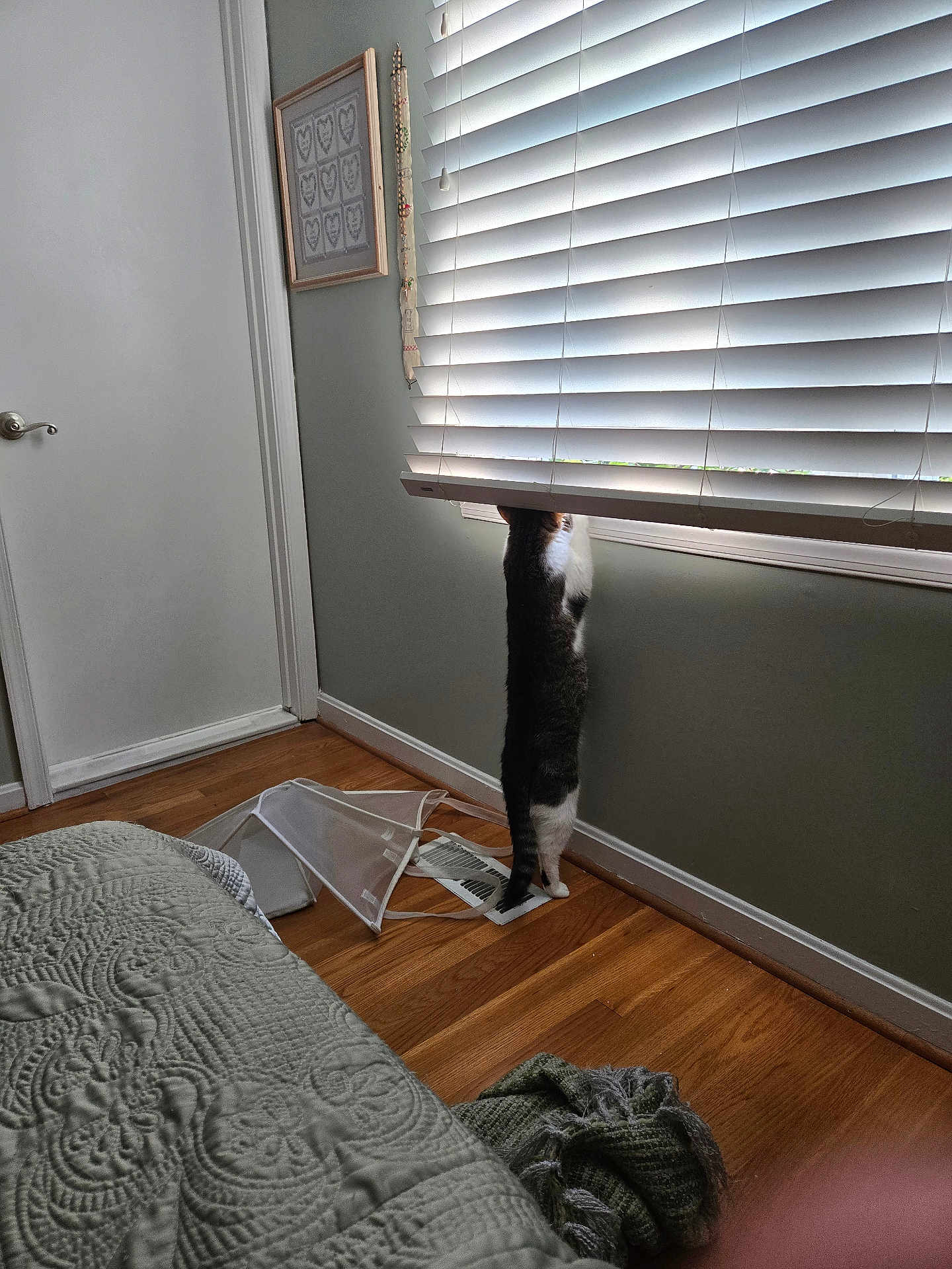 Bam Bam is registered to the contest to win money with this photo: cat, window_blinds, wooden_floor, laundry_hamper, bedspread, door, wall, curiosity, indoor, pet, furniture, home_interior, light, shadow, standing, animal, floor_vent, blanket, quiet, daylight
