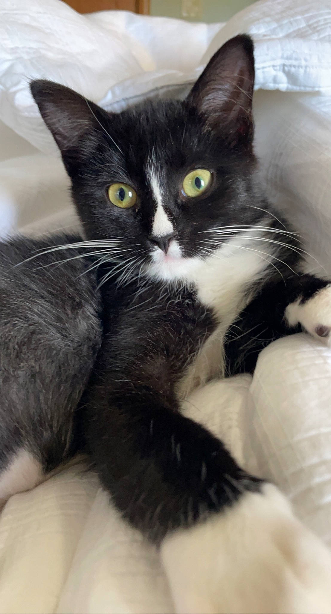 Bumble Bee is registered to the contest to win money with this photo: carnivore, cat, claw, comfort, domestic_short_haired_cat, ear, eye, felidae, foot, fur, hair, head, paw, small_to_medium_sized_cats, snout, tail, terrestrial_animal, whiskers