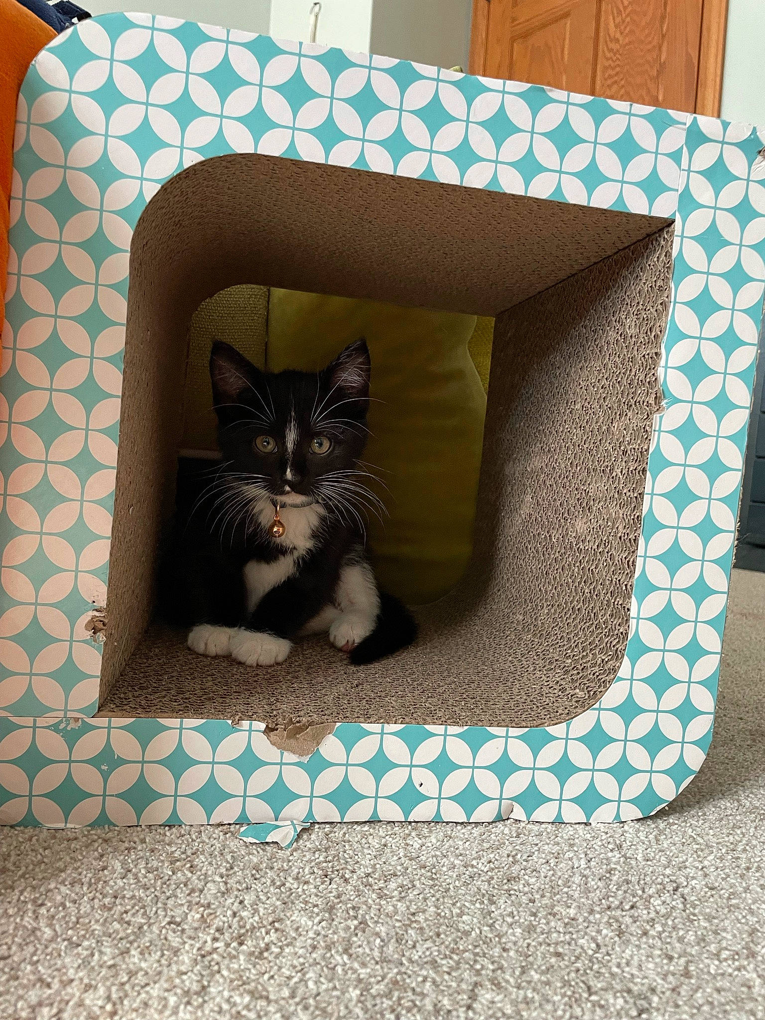 Abba is registered to the contest to win money with this photo: blue, box, cardboard, carnivore, cat, domestic_short_haired_cat, felidae, floor, flooring, fur, grey, mammal, packaging_and_labeling, pattern, rectangle, room, small_to_medium_sized_cats, tail, tile, whiskers