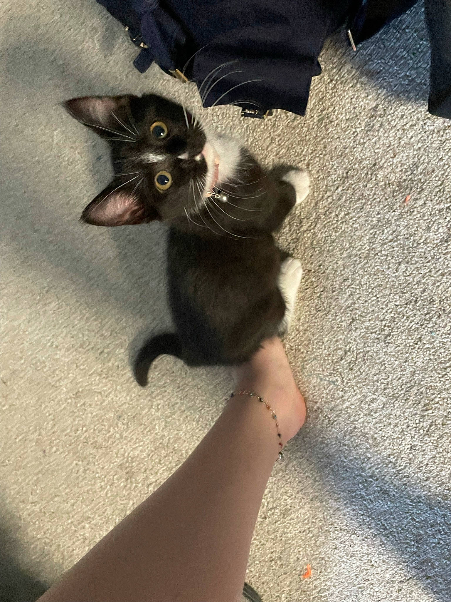 Abba is registered to the contest to win money with this photo: black_cat, carnivore, cat, comfort, domestic_short_haired_cat, fawn, felidae, foot, fur, gesture, grey, human_leg, nail, paw, plant, small_to_medium_sized_cats, snout, tail, thigh, whiskers