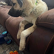 Dash is registered to the contest to win money with this photo: dog, brown_couch, carpet, toy, orange_toy, blue_toy, indoor, pet, fur, paws, leather, resting, side_view, collar, large_dog, home, furniture, quiet, contemplative, animal