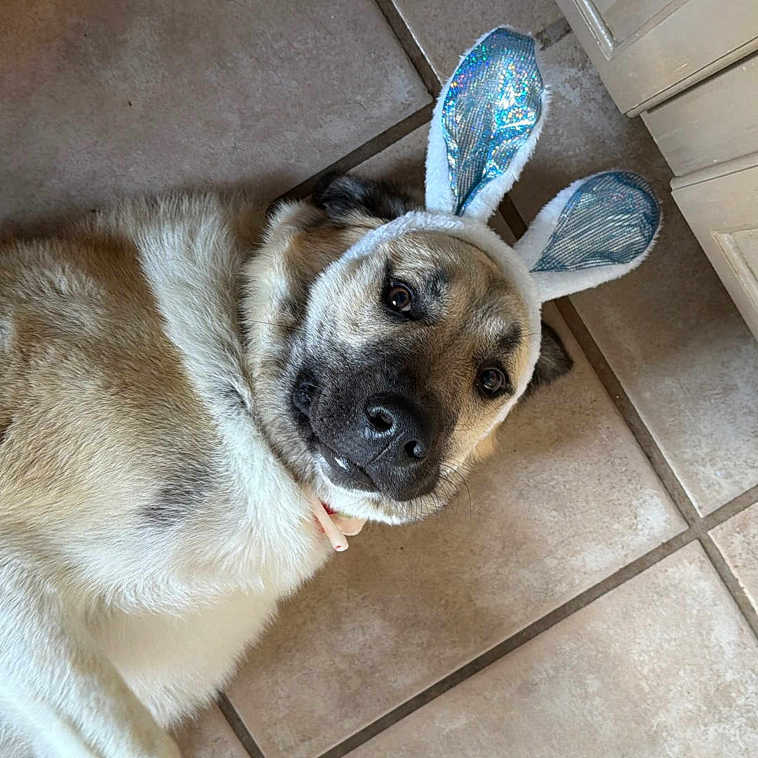 Dash is registered to the contest to win money with this photo: dog, bunny_ears, tile_floor, pet, laying_down, costume, indoor, brown_fur, white_fur, ears, cute, animal, funny, portrait, face, looking_at_camera, floor, domestic, canine, playful