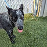 Rosie is registered to the contest to win money with this photo: animal, artificial_grass, black_and_white, canine, chain_link_fence, cute, dog, domestic_animal, friendly, happy, leash, nature, outdoor, pet, playful, speckled_coat, standing, sunlight, tongue_out, yard