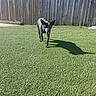 Rosie joined the competition — help win amazing prizes! animal, backyard, black_dog, canine, daytime, dog, domestic_animal, fence, grass, greenery, lawn, nature, outdoor, pet, playful, shadow, sunlight, sunny, walking, yard