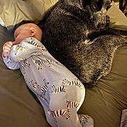 Rosie joined the competition — help win amazing prizes! baby, bed, black_and_white_dog, blanket, cozy, cuddling, dog, furniture, home, indoor, nap, pajamas, peaceful, phone, relaxed, remote_control, resting, sleeping, soft_lighting, zebra_pattern