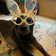 Rosie joined the competition — help win amazing prizes! dog, bunny_ears, glasses, indoor, rug, map_pattern, black_fur, lying_down, pet_accessory, playful, animal, window, tile_floor, decor, furniture, home, cute, portrait, costume, relaxed