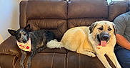 Rosie is registered to the contest to win money with this photo: animal, bandana, black_dog, blinds, companion, couch, cream_dog, dog, fur, happy, home, indoor, leather, panting, person, pet, relaxed, resting, seated, window