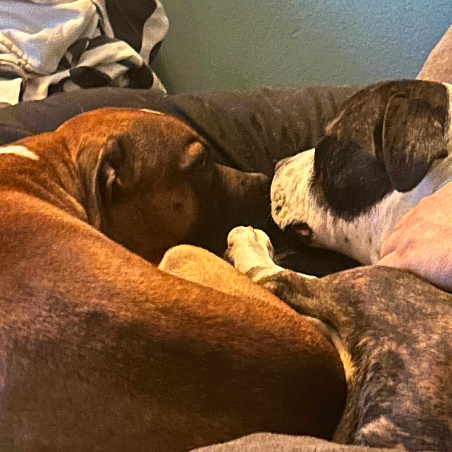 Aria Et Snow a rejoint le concours — aidez-le/la à gagner de superbes lots ! dog, dogs, brown_dog, white_and_black_dog, snuggling, couch, blanket, indoor, pets, sleeping, resting, cozy, animal, fur, close_up, companion, friendship, relaxing, home, canine