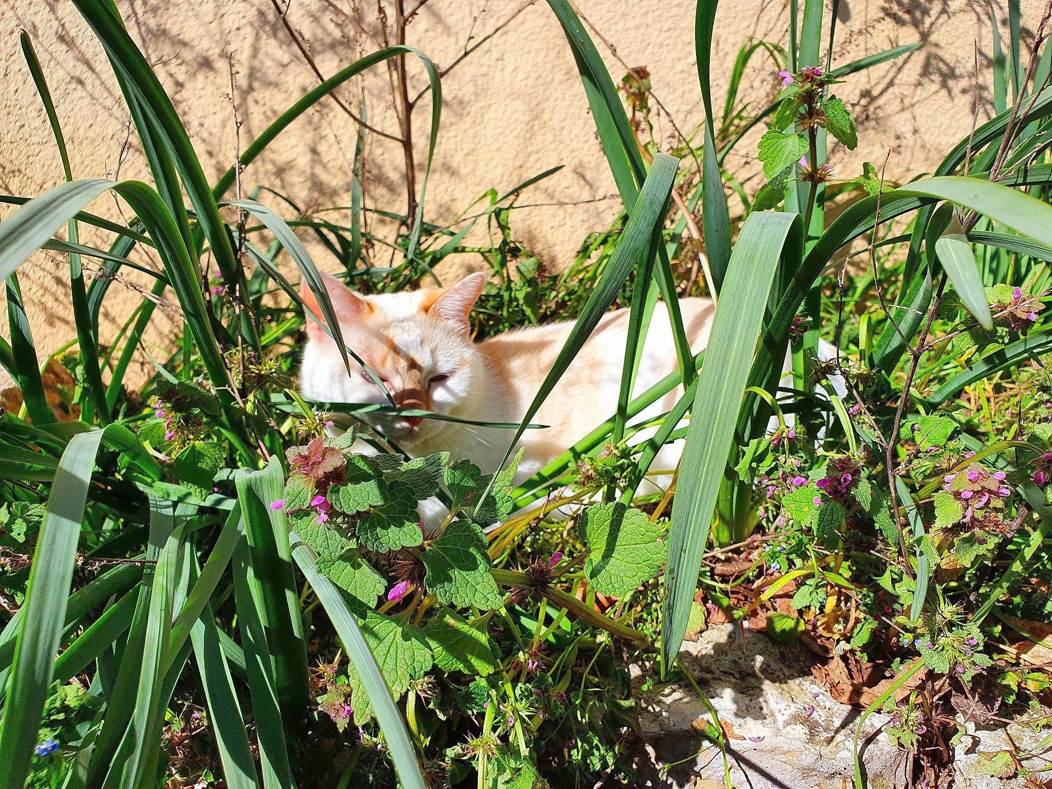 Nessi a rejoint le concours — aidez-le/la à gagner de superbes lots ! canidae, carnivore, cat, fawn, felidae, flowering_plant, fur, grass, grass_family, groundcover, herbaceous_plant, plant, plant_community, small_to_medium_sized_cats, tail, terrestrial_animal, terrestrial_plant, whiskers, wildlife, wood