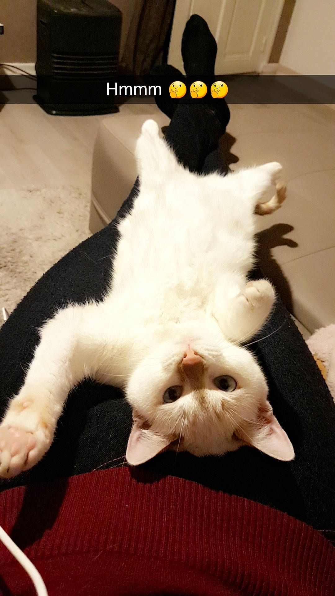 Nessi participe au concours pour gagner de l'argent avec cette photo : black, canidae, carnivore, cat, comfort, companion_dog, dog_breed, domestic_short_haired_cat, eye, fang, felidae, flooring, foot, fur, mammal, paw, small_to_medium_sized_cats, snout, tail, whiskers