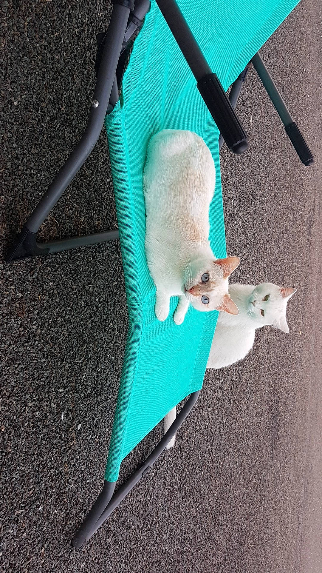 Nessi a rejoint le concours — aidez-le/la à gagner de superbes lots ! canidae, chair, electric_blue, fashion_accessory, fawn, felidae, fur, human_leg, magenta, mouse, muroidea, plastic, plush, rat, rodent, small_to_medium_sized_cats, stuffed_toy, tail, whiskers