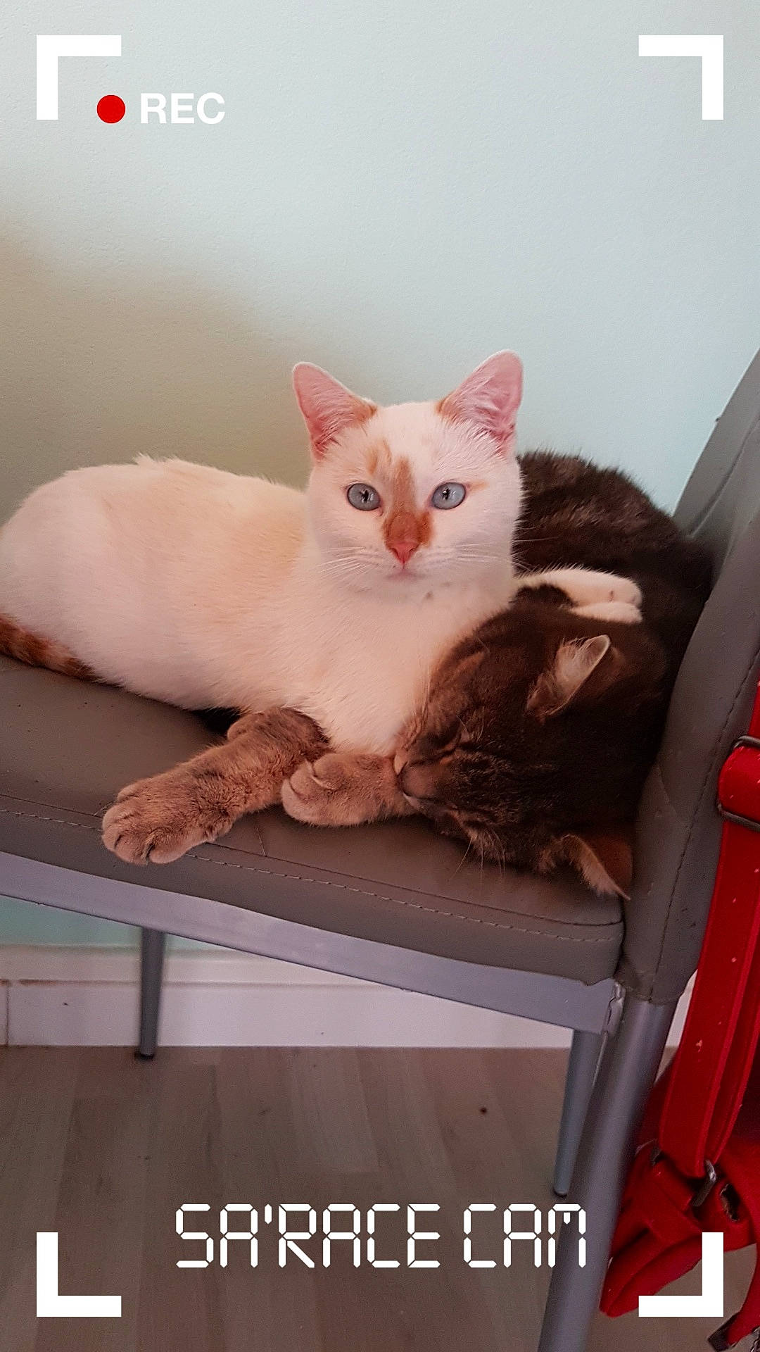 Nessi a rejoint le concours — aidez-le/la à gagner de superbes lots ! box, carnivore, cat, cat_supply, comfort, domestic_short_haired_cat, fawn, felidae, fixture, fur, internet_meme, paw, pet_supply, photo_caption, sitting, small_to_medium_sized_cats, snout, tail, whiskers