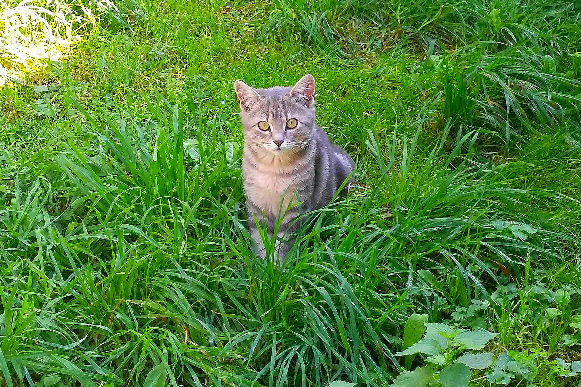 Kiara