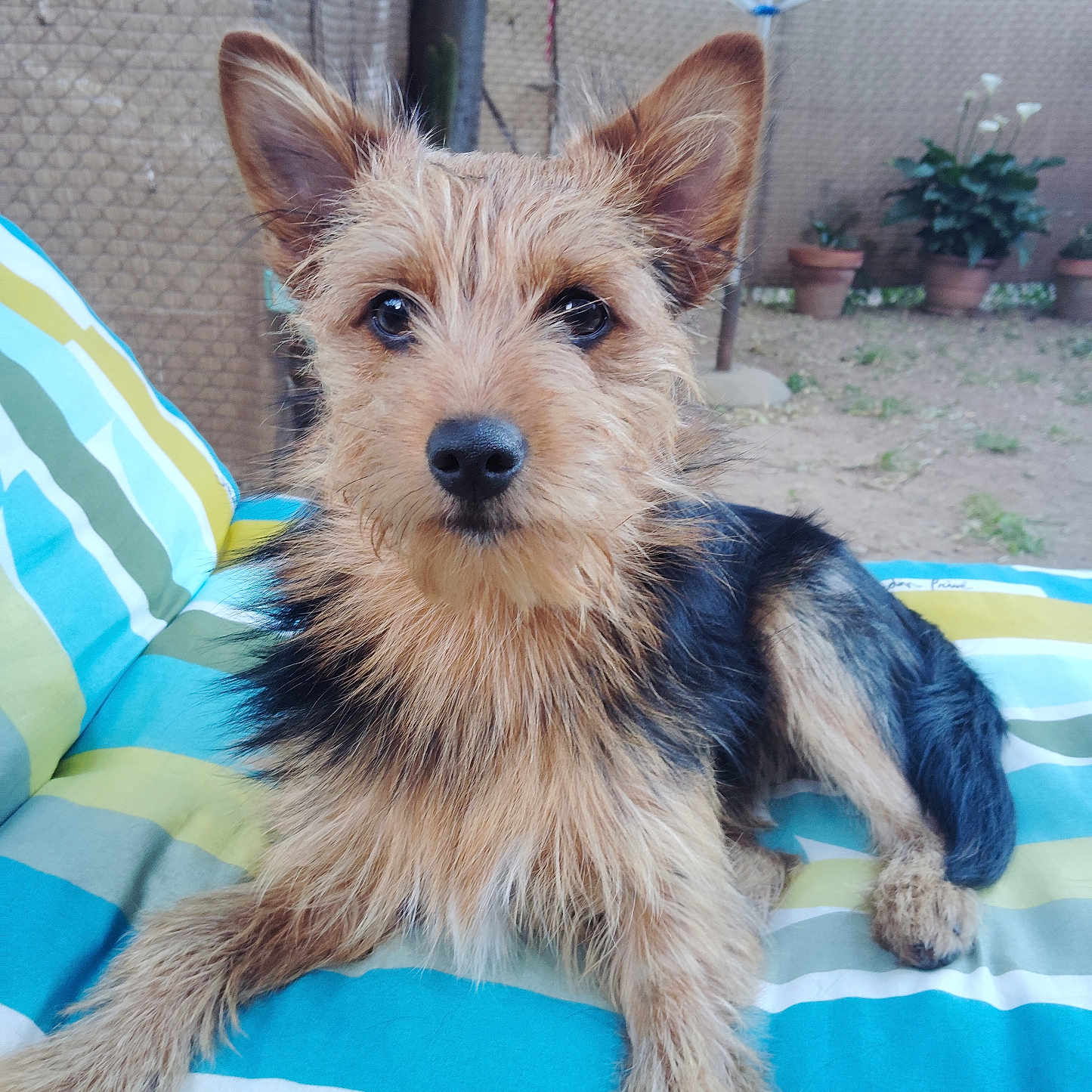Bobby a rejoint le concours — aidez-le/la à gagner de superbes lots ! animal, backyard, canine, companion, cushion, cute, daylight, dog, ears, fur, furniture, garden, home, nose, outdoor, pet, portrait, potted_plants, relaxed, striped