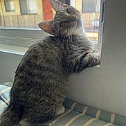 Ivy is registered to the contest to win money with this photo: cat, tabby, window, curious, indoor, cushion, striped, pet, animal, feline, whiskers, ears, tail, home, daylight, screen, resting, looking_back, cozy, soft_light