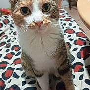 Nina a rejoint le concours — aidez-le/la à gagner de superbes lots ! cat, calico, pet, animal, indoor, blanket, patterned, curious, wide_eyes, fur, whiskers, table, chair, home, domestic, closeup, sitting, cute, feline, attention