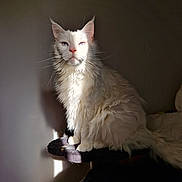 Doudou a rejoint le concours — aidez-le/la à gagner de superbes lots ! cat, white_cat, blue_eyes, fluffy, sitting, sunlight, shadow, indoor, pet, feline, portrait, animal, perch, calm, quiet, domestic_cat, long_hair, whiskers, ears, relaxed