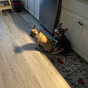 Maverick And Mia is registered to the contest to win money with this photo: french_bulldog, dog, kitchen, floor, mat, cabinet, dishwasher, light, shadow, pet, indoor, curious, sitting, brown_dog, black_dog, collar, wood_floor, home, appliance, cute