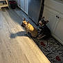 french_bulldog, dog, kitchen, floor, mat, cabinet, dishwasher, light, shadow, pet, indoor, curious, sitting, brown_dog, black_dog, collar, wood_floor, home, appliance, cute