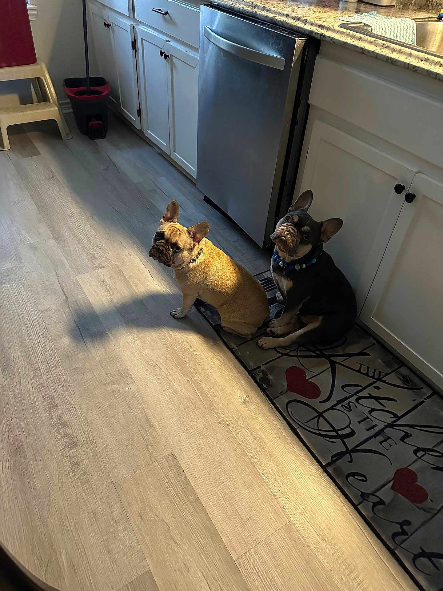 Maverick And Mia is registered to the contest to win money with this photo: french_bulldog, dog, kitchen, floor, mat, cabinet, dishwasher, light, shadow, pet, indoor, curious, sitting, brown_dog, black_dog, collar, wood_floor, home, appliance, cute