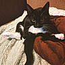 cat, tuxedo_cat, pet, animal, feline, black_and_white, whiskers, eyes, legs, paws, tail, blanket, cushion, indoor, cozy, relaxed, cute, fur, resting, home