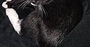 Pinocchio participe au concours pour gagner de l'argent avec cette photo : cat, black_cat, white_paws, green_eyes, curled_up, blanket, phone_screen, indoor, pet, feline, looking_up, soft_texture, resting, animal, domestic_cat, close_up, black_background, whiskers, relaxed, companion_device