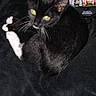cat, black_cat, white_paws, green_eyes, curled_up, blanket, phone_screen, indoor, pet, feline, looking_up, soft_texture, resting, animal, domestic_cat, close_up, black_background, whiskers, relaxed, companion_device