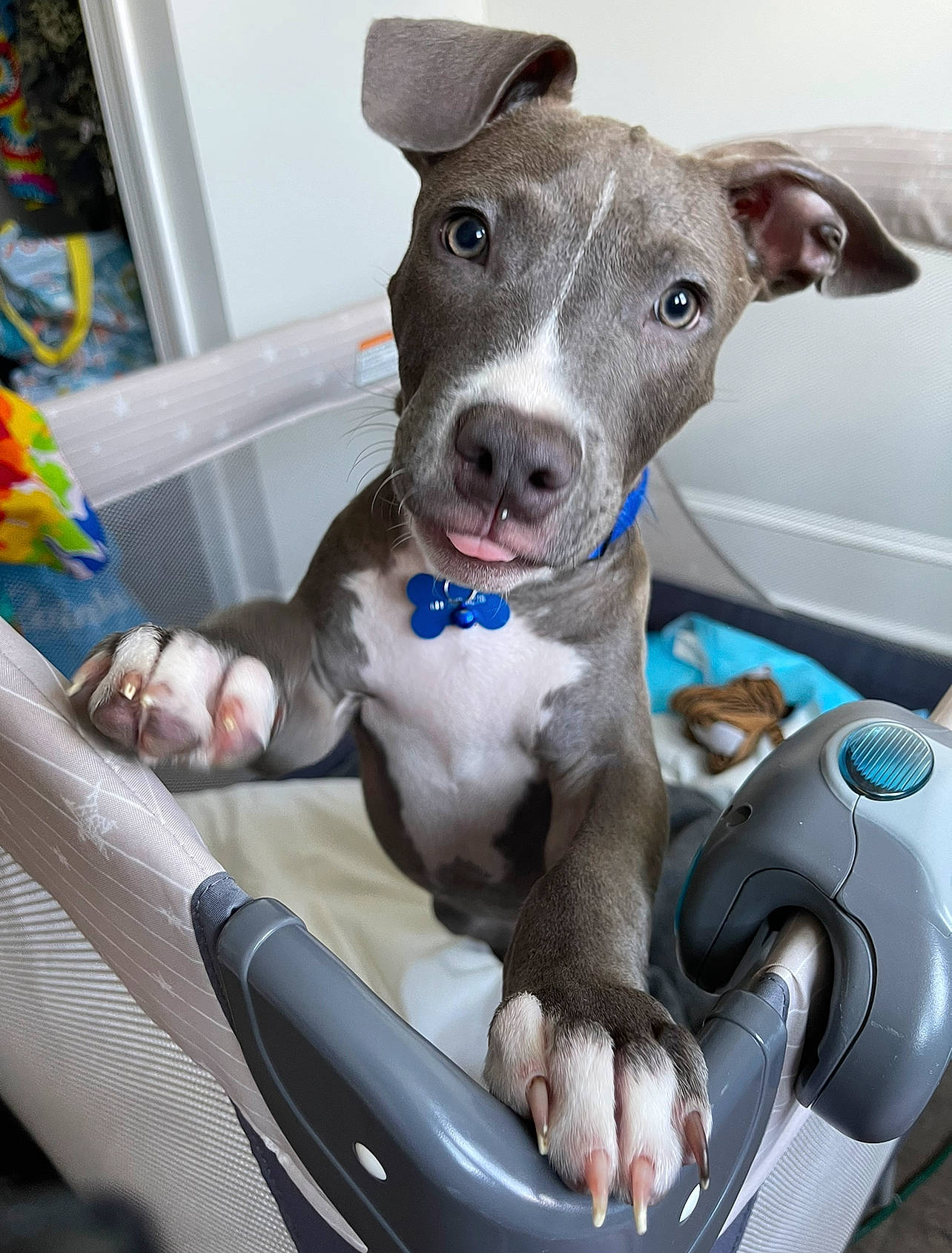 Delorian Lee Young joined the competition — help win amazing prizes! auto_part, blue, car, car_seat, carnivore, collar, companion_dog, dog, dog_breed, dog_supply, fawn, hood, motor_vehicle, snout, sporting_group, steering_wheel, vehicle, vehicle_door, windshield, working_animal