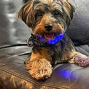 Lucky joined the competition — help win amazing prizes! dog, small_dog, pet, leather_couch, collar, blue_light, tongue_out, fluffy_fur, indoor, relaxed, cute, friendly, animal, paw, sitting, canine, companion, fur, black_couch, domestic_animal