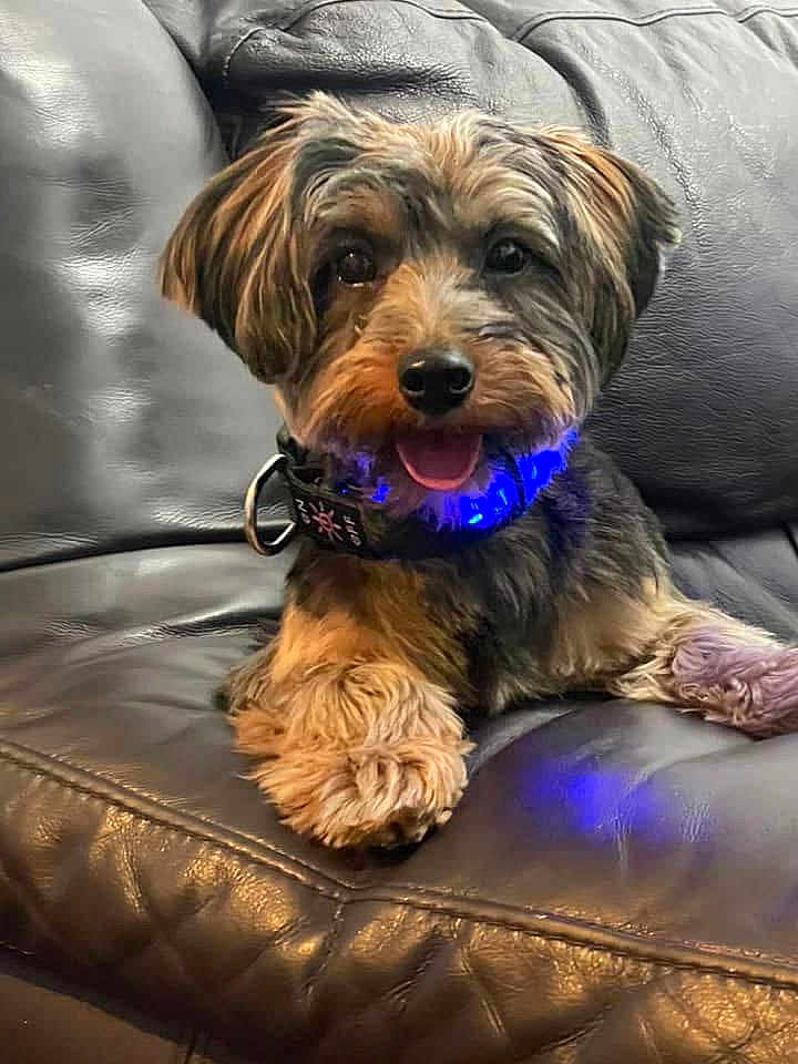 Lucky joined the competition — help win amazing prizes! dog, small_dog, pet, leather_couch, collar, blue_light, tongue_out, fluffy_fur, indoor, relaxed, cute, friendly, animal, paw, sitting, canine, companion, fur, black_couch, domestic_animal