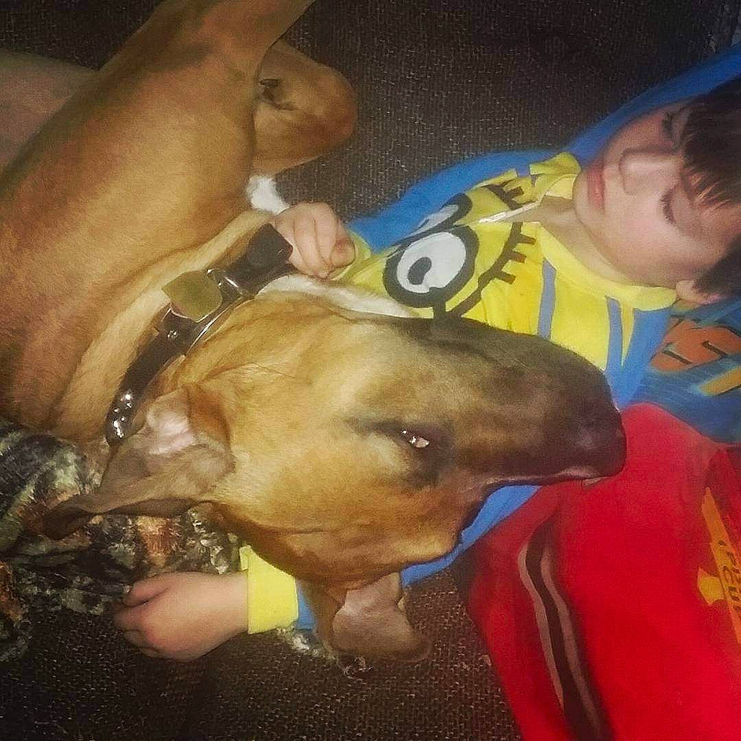 Brody joined the competition — help win amazing prizes! abdomen, chest, child, companion_dog, dog, dog_breed, ear, fawn, fun, happy, iris, jaw, mouth, nose, organism, person, selfie, snout, toddler, vertebrate