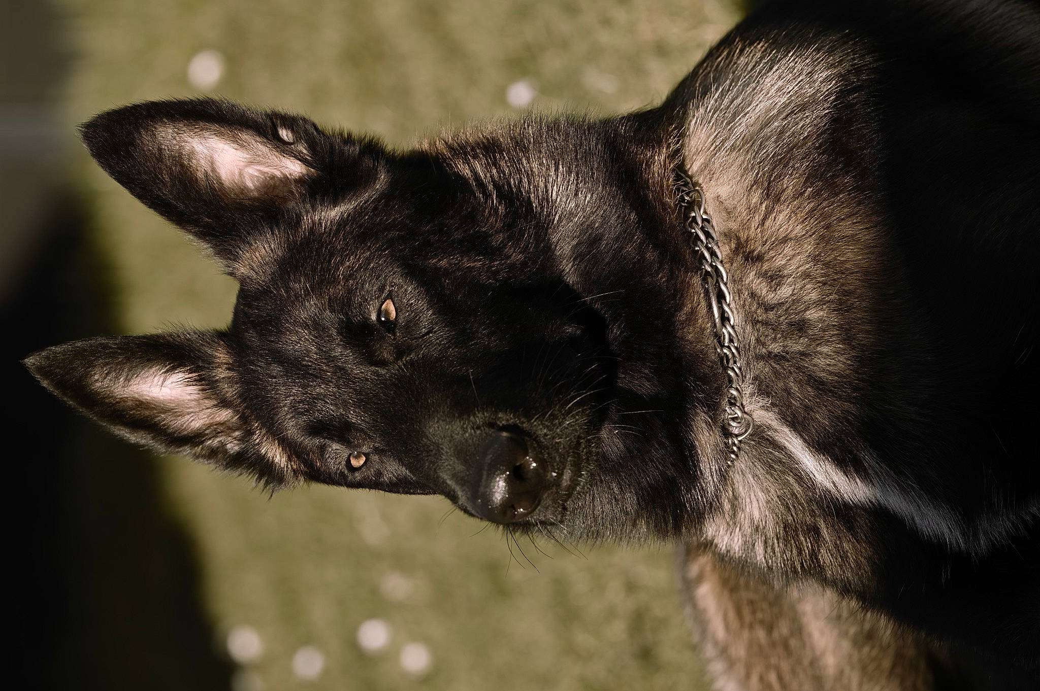 Scott a rejoint le concours — aidez-le/la à gagner de superbes lots ! canidae, carnivore, close_up, dog, dog_breed, ear, eye, fur, macro_photography, monochrome, monochrome_photography, snout, sporting_group, terrestrial_animal, whiskers, wildlife, working_animal, working_dog