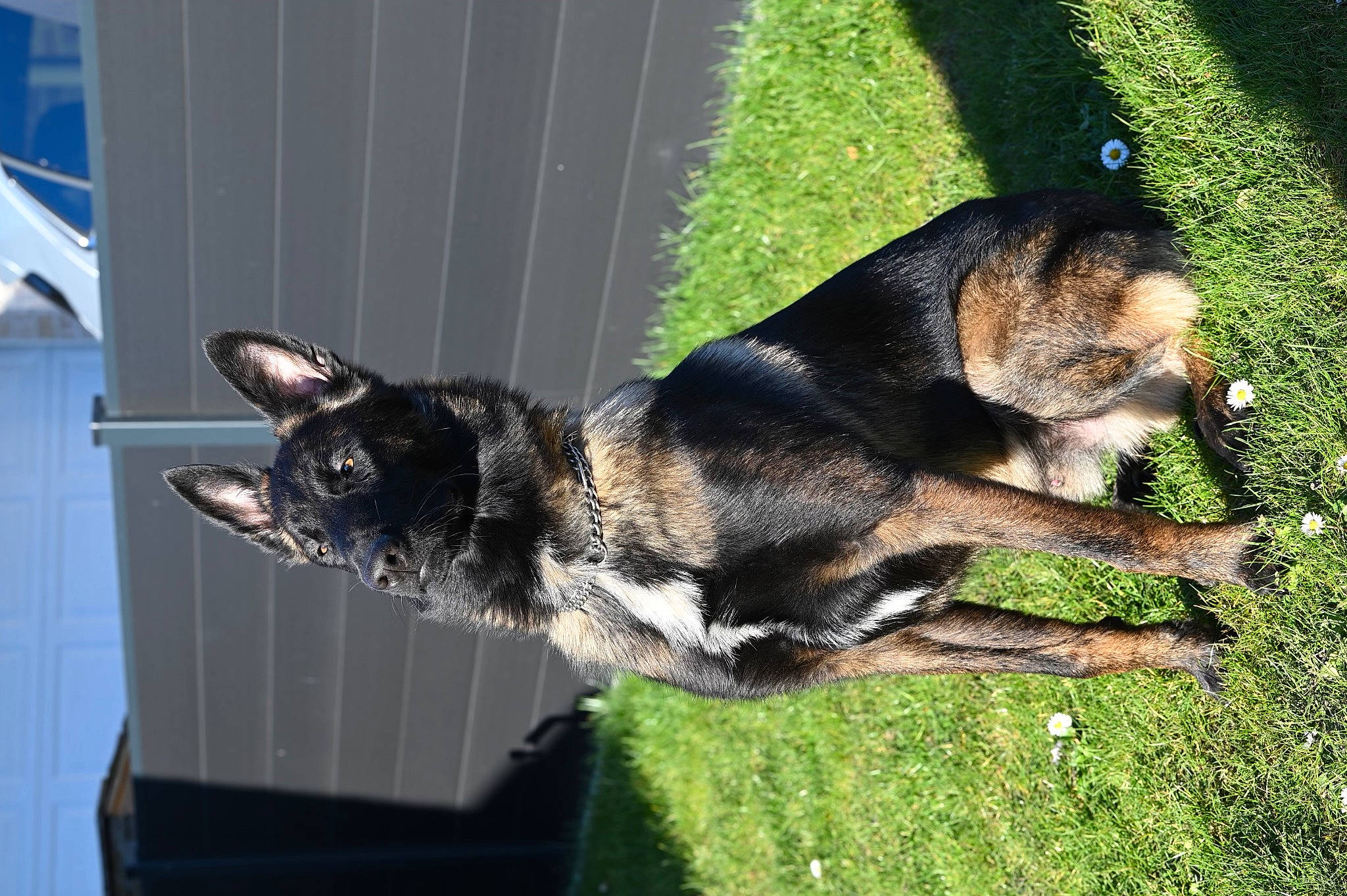 Scott participe au concours pour gagner de l'argent avec cette photo : biting, carnivore, collar, companion_dog, dog, dog_breed, dog_collar, dog_supply, east_european_shepherd, grass, guard_dog, herding_dog, old_german_shepherd_dog, pet_supply, plant, snout, sporting_group, tail, window, working_dog