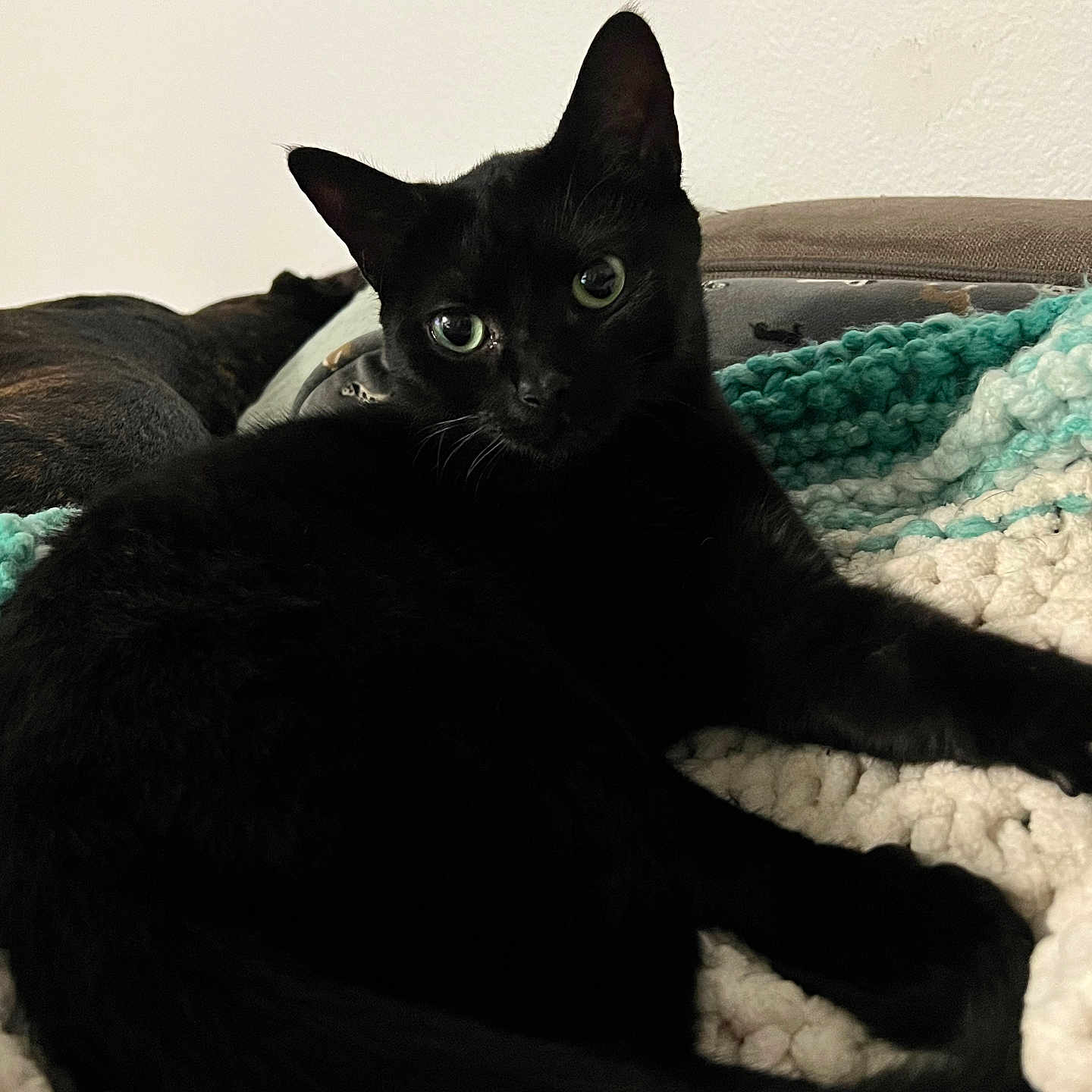 Luna is registered to the contest to win money with this photo: animal, background, black_cat, cat, companion, couch, cozy, curious, eyes, feline, fur, indoor, knitted_blanket, laying, pet, relaxed, resting, soft, texture, whiskers