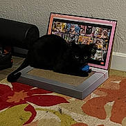 Luna is registered to the contest to win money with this photo: animal, background, black_cat, carpet, cat, colorful_rug, cute, eyes, feline, funny, home, indoor, laptop_prop, pet, playful, relaxing, scratch_pad, toy, virtual_meeting, wall