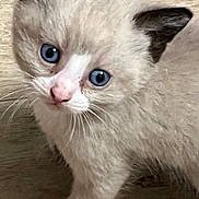 Theodore joined the competition — help win amazing prizes! kitten, cat, blue_eyes, fluffy, curious, pet, animal, paw, indoor, floor, whiskers, cute, young, feline, small, domestic, ears, fur, playful, mammal