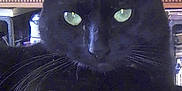 Salem is registered to the contest to win money with this photo: animal, background, black_cat, cat, close_up, desk, domestic_animal, ears, electronics, feline, fur, green_eyes, household_items, indoor, looking, pet, relaxed, resting, table, whiskers