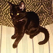 Salem is registered to the contest to win money with this photo: animal, black_cat, cat, close_up, cushion, domestic_cat, ears, feline, flash, fur, indoor, mysterious_eyes, patterned_pillow, pet, pillow, sitting, striped_pattern, tail, whiskers, yellow_eyes