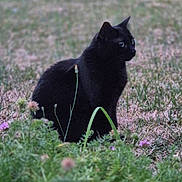 Athéna participe au concours pour gagner de l'argent avec cette photo : black_cat, cat, animal, grass, wildflowers, nature, outdoor, sitting, feline, greenery, field, plant, flora, mammal, pet, cute, alert, soft_focus, side_view, calm