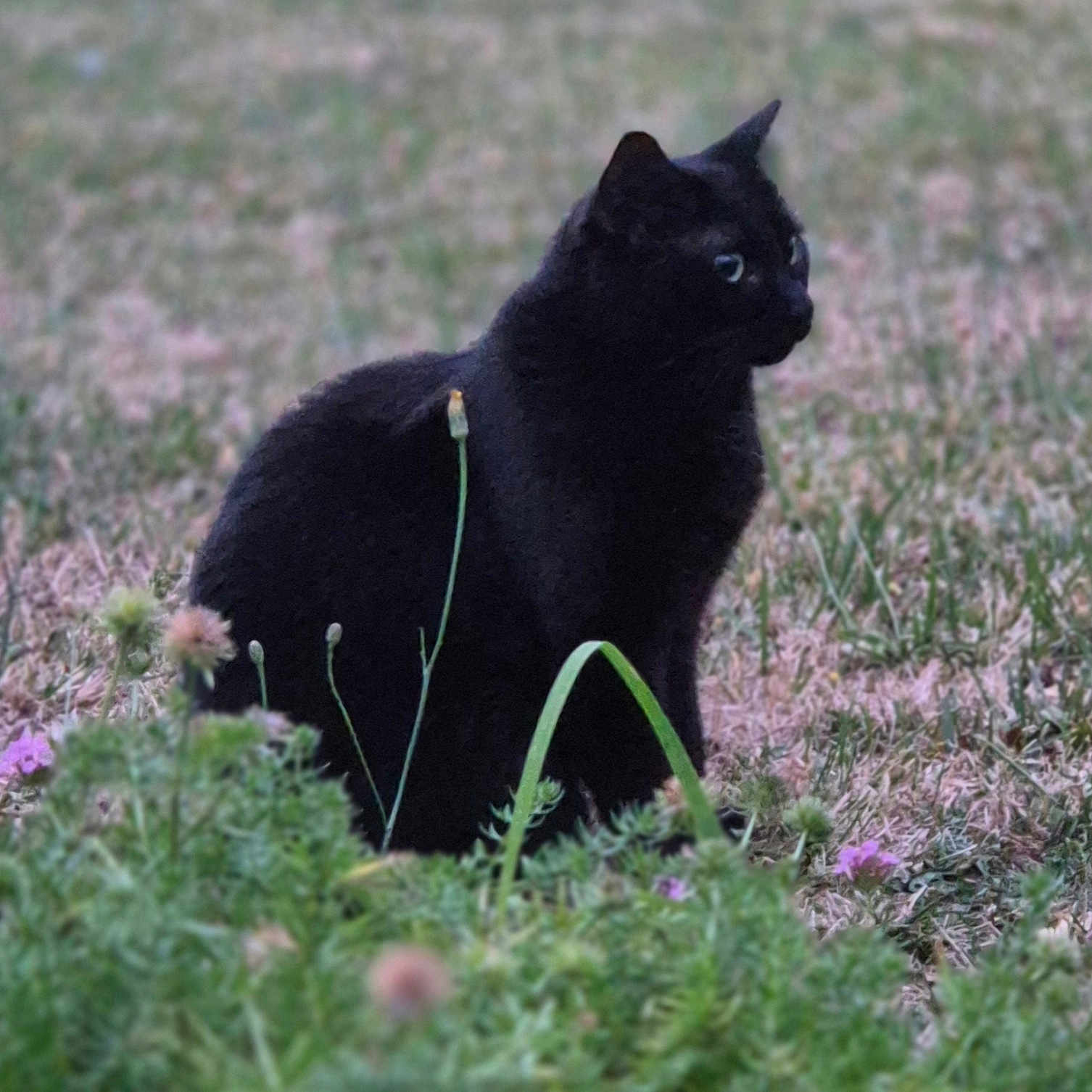 Athéna participe au concours pour gagner de l'argent avec cette photo : alert, animal, black_cat, calm, cat, cute, feline, field, flora, grass, greenery, mammal, nature, outdoor, pet, plant, side_view, sitting, soft_focus, wildflowers