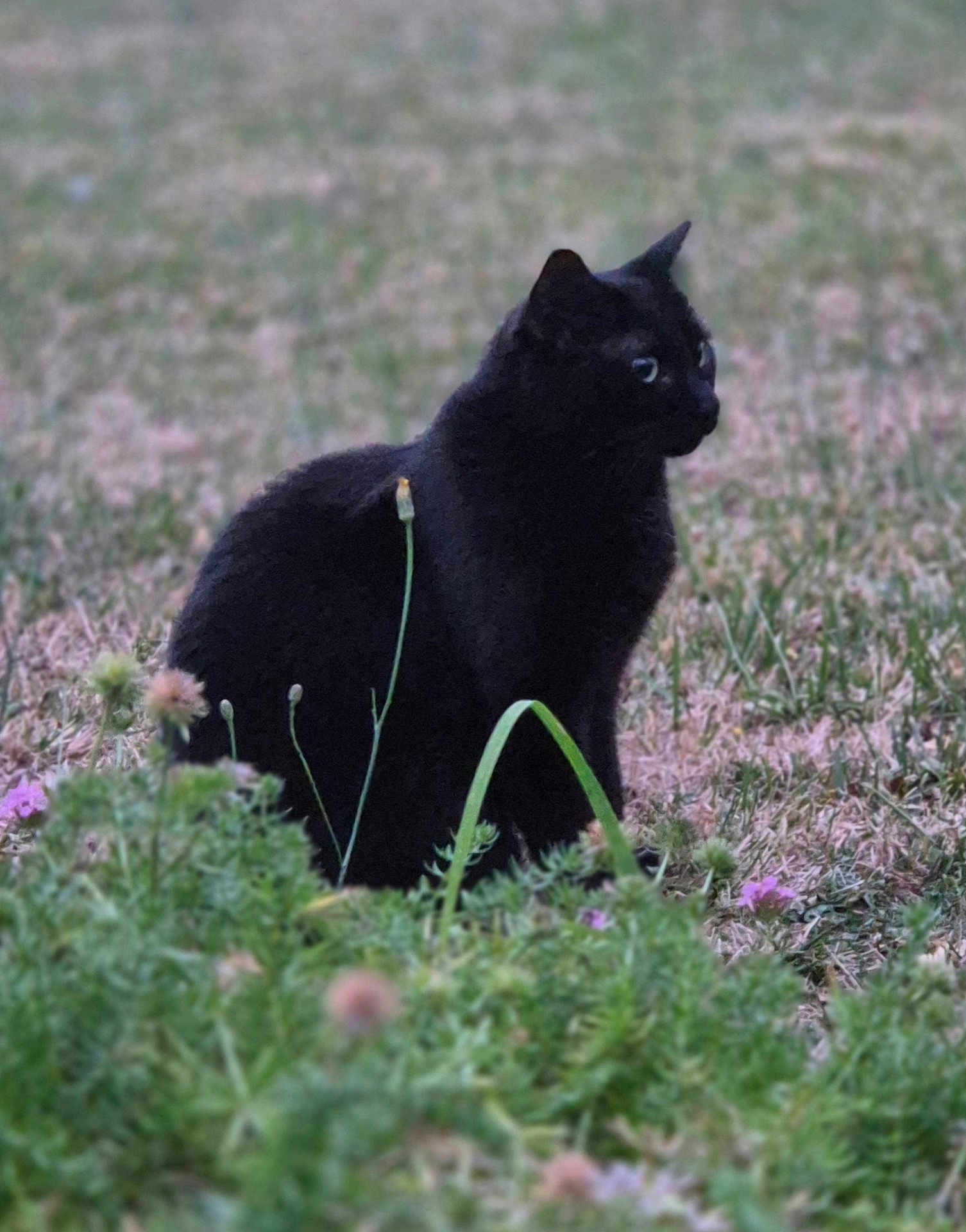Athéna participe au concours pour gagner de l'argent avec cette photo : black_cat, cat, animal, grass, wildflowers, nature, outdoor, sitting, feline, greenery, field, plant, flora, mammal, pet, cute, alert, soft_focus, side_view, calm