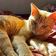 Whisky participe au concours pour gagner de l'argent avec cette photo : cat, orange_tabby, paws, fur, sunlight, blanket, indoor, relaxed, cute, pet, animal, whiskers, ears, pink_paw_pads, soft, cozy, closeup, resting, feline, bed