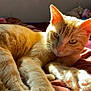 cat, orange_tabby, paws, fur, sunlight, blanket, indoor, relaxed, cute, pet, animal, whiskers, ears, pink_paw_pads, soft, cozy, closeup, resting, feline, bed