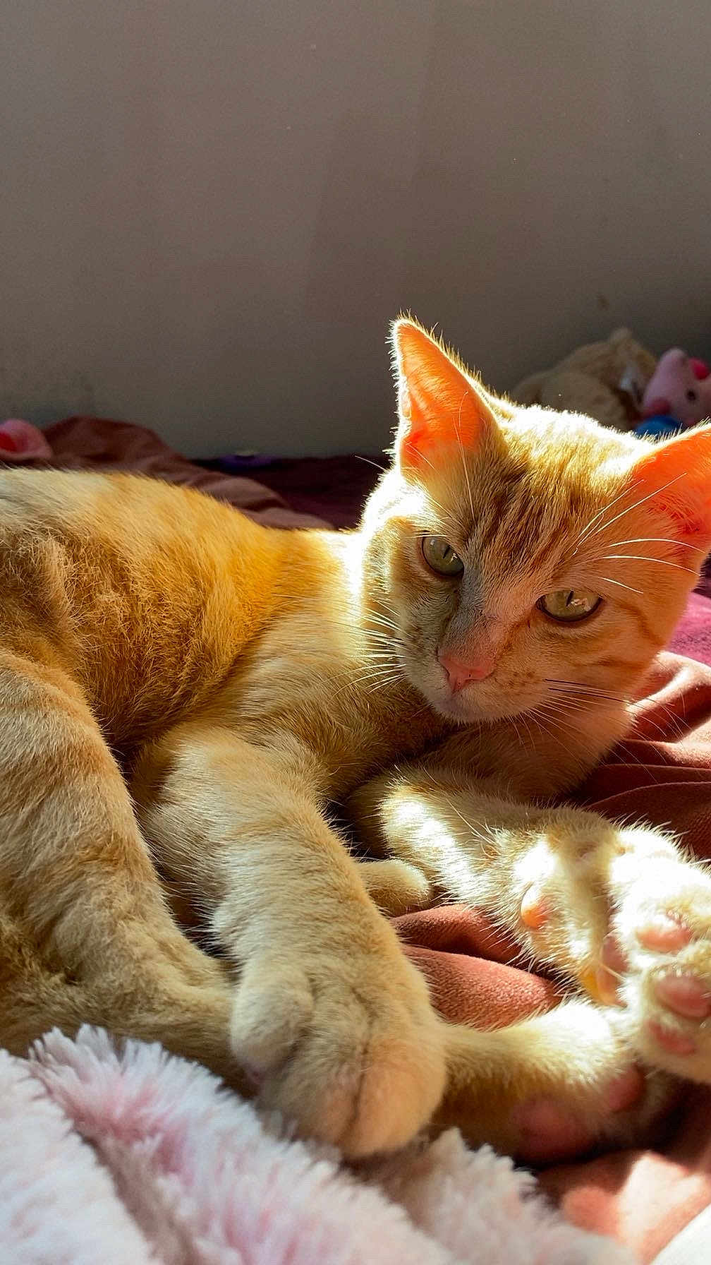 Whisky participe au concours pour gagner de l'argent avec cette photo : cat, orange_tabby, paws, fur, sunlight, blanket, indoor, relaxed, cute, pet, animal, whiskers, ears, pink_paw_pads, soft, cozy, closeup, resting, feline, bed