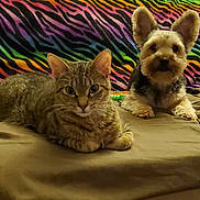 Ally joined the competition — help win amazing prizes! cat, dog, tabby_cat, small_dog, bed, blanket, rainbow, zebra_stripes, colorful_background, pets, animal, indoor, cute, furry, laying_down, looking_at_camera, domestic_animal, companion, fur, resting