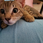 Ally joined the competition — help win amazing prizes! animal, blue_fabric, cat, close_up, curious, cute, domestic_cat, ears, feline, fur, indoor, kitten, paw, pet, resting, soft_focus, striped, tabby, whiskers, young_cat