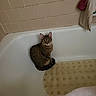 Ally joined the competition — help win amazing prizes! animal, bath_mat, bathroom, bathtub, cat, cleaning, curious, domestic, ears, fur, home, indoor, pet, quiet, sitting, tabby_cat, tiled_wall, towel, whiskers, wide_eyes