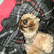 Pepper is registered to the contest to win money with this photo: dog, pet, blanket, fur, snuggled, cozy, sleeping, cute, teeth, nose, paw, indoor, comfort, resting, animal, fluffy, smiling, relaxed, home, soft