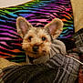 dog, pet, indoor, blanket, colorful_pillow, rainbow, zebra_pattern, fur, ears, cozy, cute, animal, portrait, comfort, warm, soft, home, resting, curious, small_dog